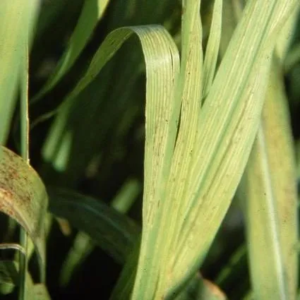 thumbnail for publication: Sugarcane Plant Nutrient Diagnosis